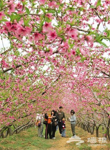 花兒朵朵綻放