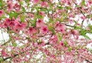 花花世界 北京春季賞花預習手冊