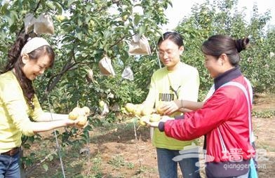 紅香酥梨采摘園