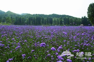 古北口香草園