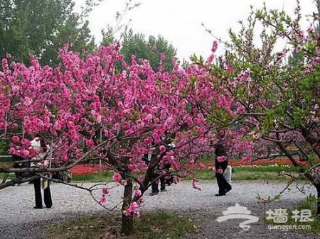 賞花登山賞美景 觸摸北京迷人春色[牆根網]