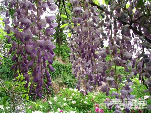 端午節祈福養生游