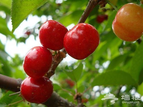 十三陵康陵園采摘園