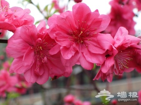 京郊花開何處：做一個從容的賞花人[牆根網]