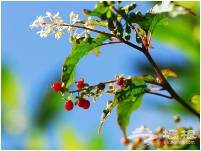 京郊花開何處：做一個從容的賞花人[牆根網]