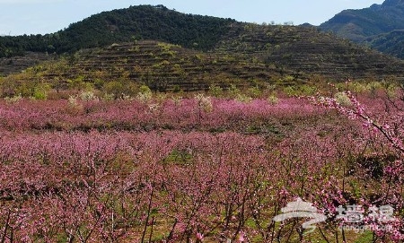 京郊花開何處：做一個從容的賞花人[牆根網]