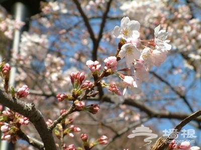 京郊花開何處：做一個從容的賞花人[牆根網]