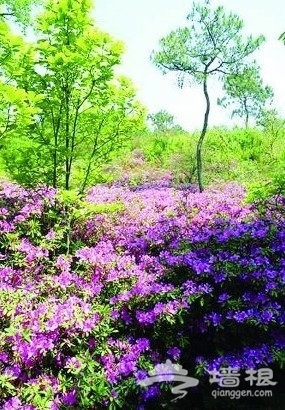 京郊花開何處：做一個從容的賞花人[牆根網]