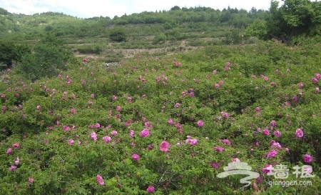 京郊花開何處：做一個從容的賞花人[牆根網]