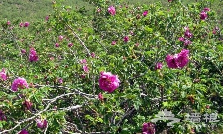 京郊花開何處：做一個從容的賞花人[牆根網]