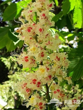 京郊花開何處：做一個從容的賞花人[牆根網]