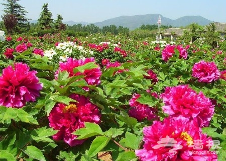 京郊花開何處：做一個從容的賞花人[牆根網]