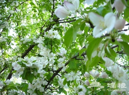 京郊花開何處：做一個從容的賞花人[牆根網]