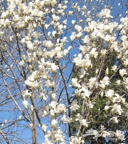 京郊花開何處：做一個從容的賞花人[牆根網]