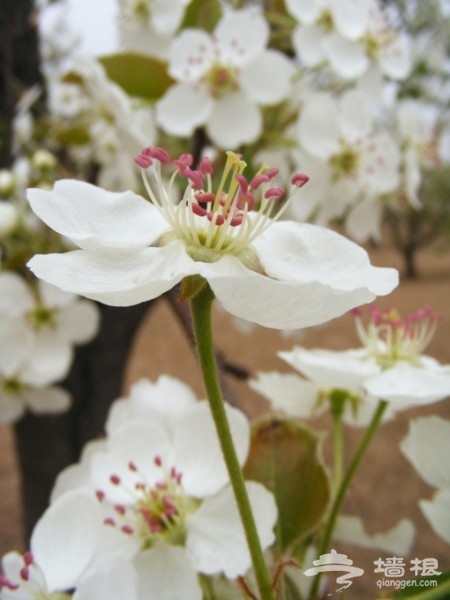 京郊花開何處：做一個從容的賞花人[牆根網]