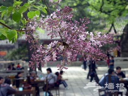 京郊花開何處：做一個從容的賞花人[牆根網]