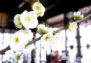 妙峰山金頂看花海