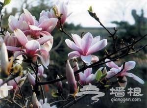 潭柘寺內有400年樹齡的二喬玉蘭[點擊放大]