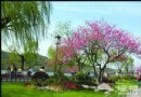 春季北京賞花踏青旅游地點推薦