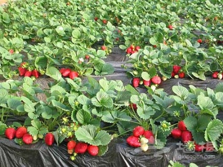 冬季北京周末游 草莓采摘園感受綠色[牆根網]