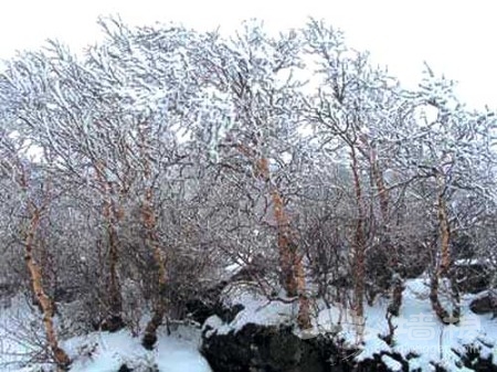 白雪皚皚 踏遍京城十大賞雪地[牆根網]