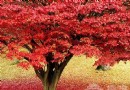 約朋帶友共觀紅葉 京城觀賞紅葉好地兒
