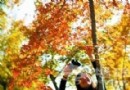 楓葉紅了 北京最佳觀賞公園推薦