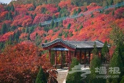 紅螺山紅螺寺 紅葉正紅[牆根網]