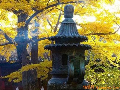 紅螺寺 唐代雌雄銀杏