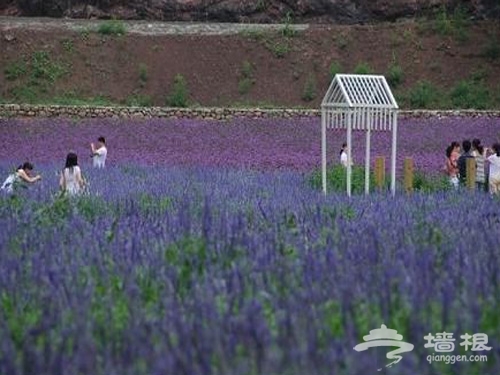 京郊觀賞薰衣草莊園浪漫指南[牆根網]