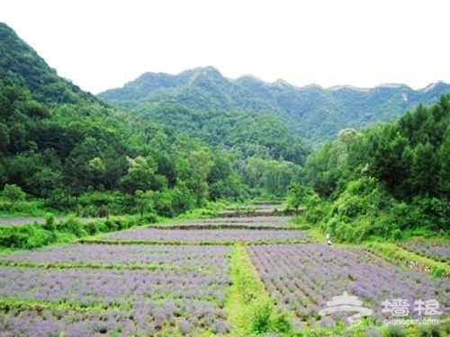 京郊觀賞薰衣草莊園浪漫指南[牆根網]