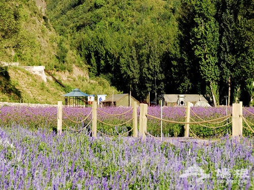 京郊觀賞薰衣草莊園浪漫指南[牆根網]