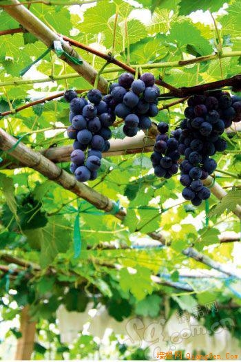 大興不止西瓜有名，采育鎮的葡萄也是一絕。