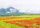 大農大富平地森林園區
