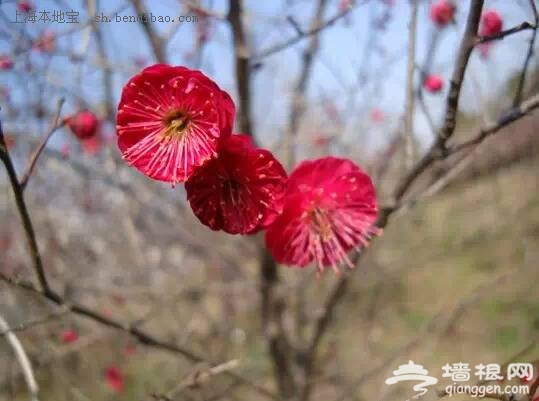 2015上海梅花節賞花攻略