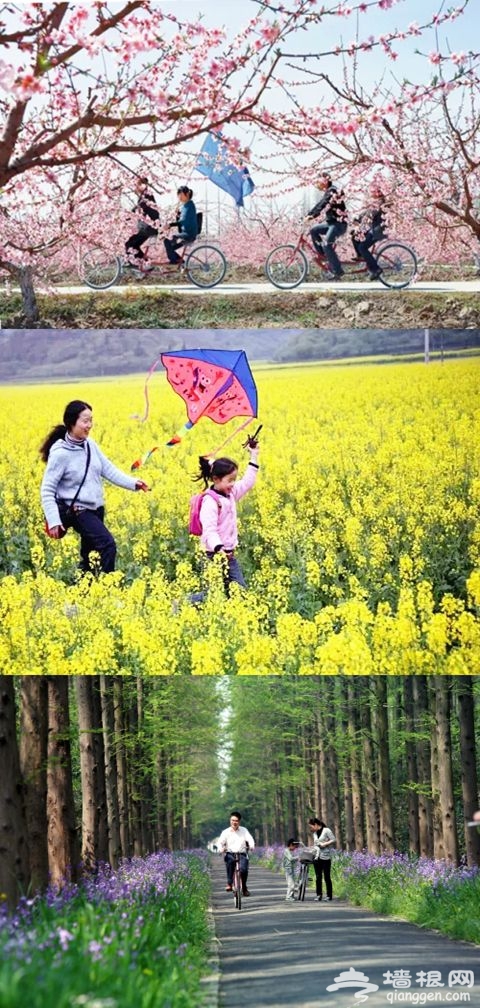 上海騎行好去處 崇明自行車綠道地圖新鮮出爐[牆根網]