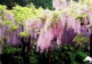 上海紫籐花觀賞地五大“最”