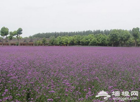 盤點上海周邊景好人少的地方[牆根網]