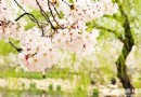 2015上海顧村公園櫻花節賞櫻攻略