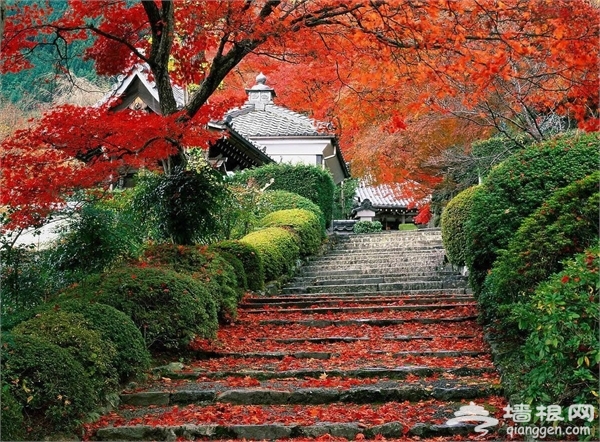 上海周邊秋季賞紅葉好去處[牆根網]