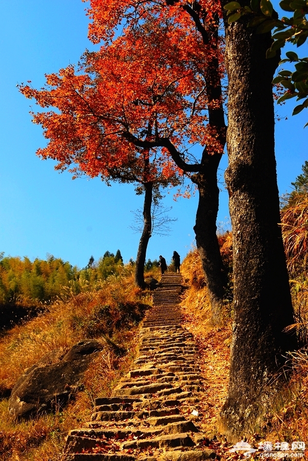 上海周邊秋季賞紅葉好去處[牆根網]