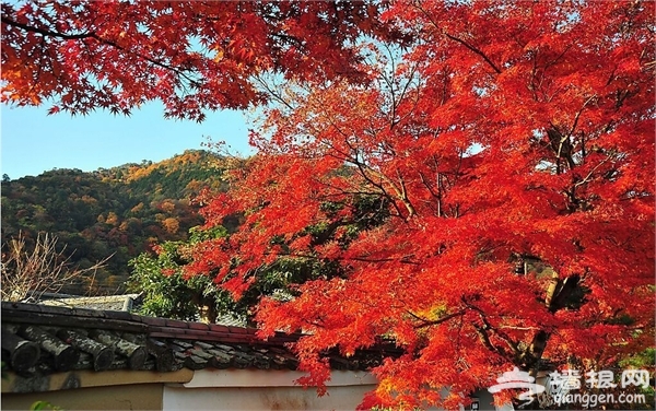 上海周邊秋季賞紅葉好去處[牆根網]