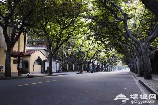 上海秋天最美的七條馬路[牆根網]
