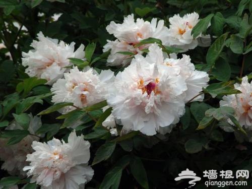 2014上海周邊牡丹花節有哪些 上海賞牡丹花去哪裡[牆根網]