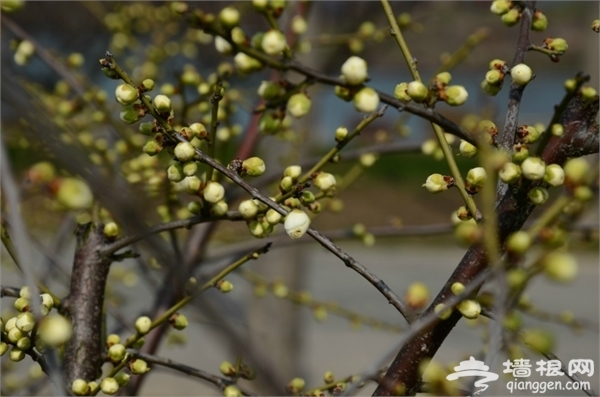海灣國家森林公園景點圖片 海灣國家森林公園景點圖片
