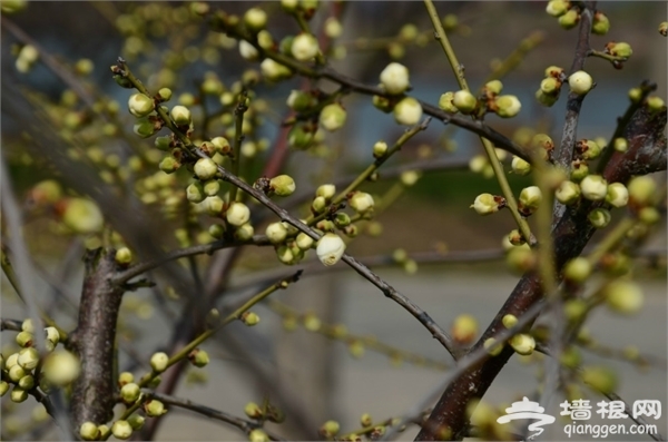 海灣國家森林公園景點圖片