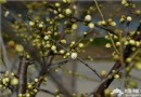 上海海灣國家森林公園梅花節賞梅攻略
