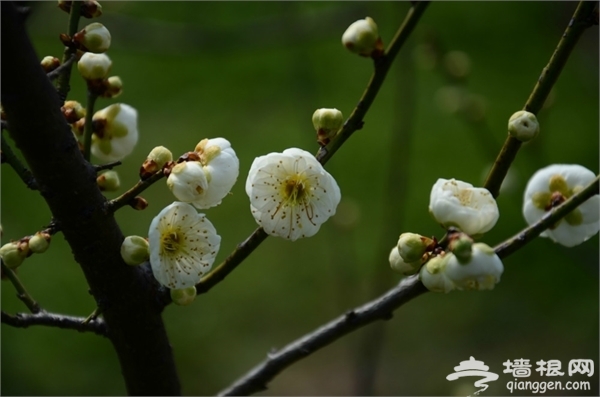 海灣國家森林公園旅游攻略圖片