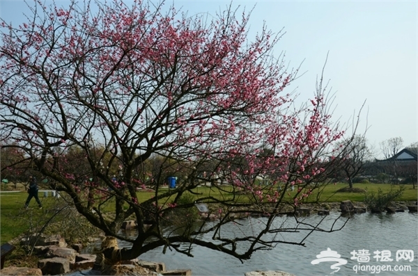 海灣國家森林公園圖片