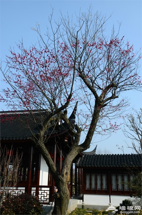 海灣國家森林公園景點圖片